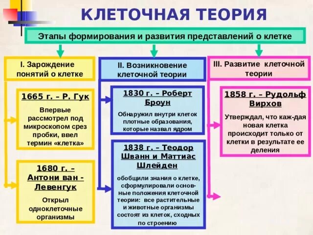 Современной клеточной теории соответствует положение. Основные положения клеточной теории таблица. основные положения клеточной теории. основные положения клеточной теории конспект. основные принципы клеточной теории.