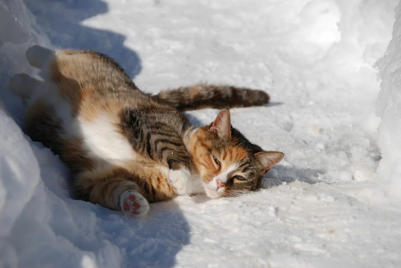 Покажи теплее. Котенок в снегу. Кот валяется в снегу. Котенок в сугробе. Кот лежит на снегу.