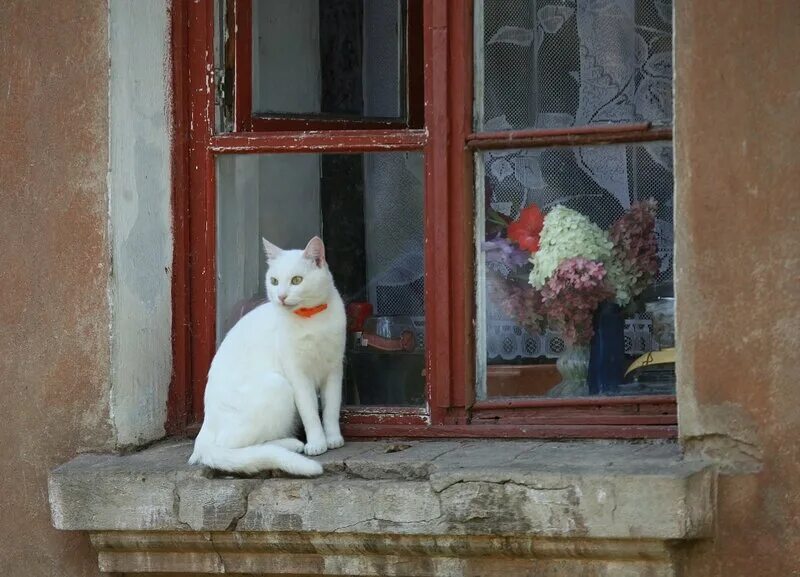 Кошка окно москва. Кот на окне. Кот и окно Питер. Городские окна с котом и цветами. Таруса окно с котом.