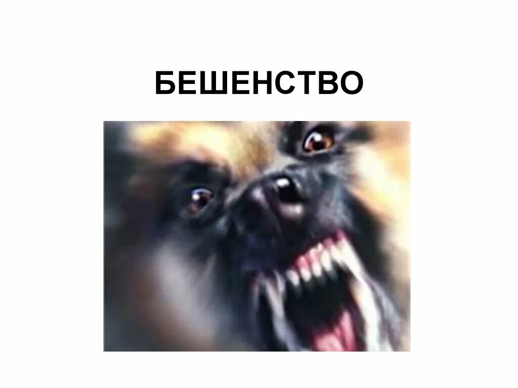 Памятка по бешенству животных. Фон для презентации бешенство. Презентация бешенство животных. Всемирный день борьбы против бешенства. Вирус бешенства презентация.