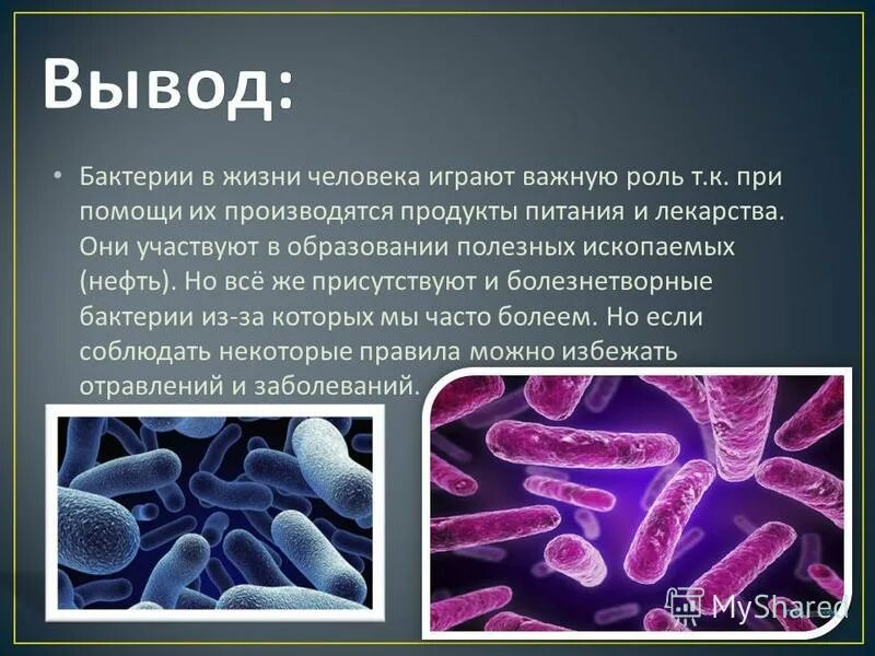 Значение бактерий в жизни человека впр