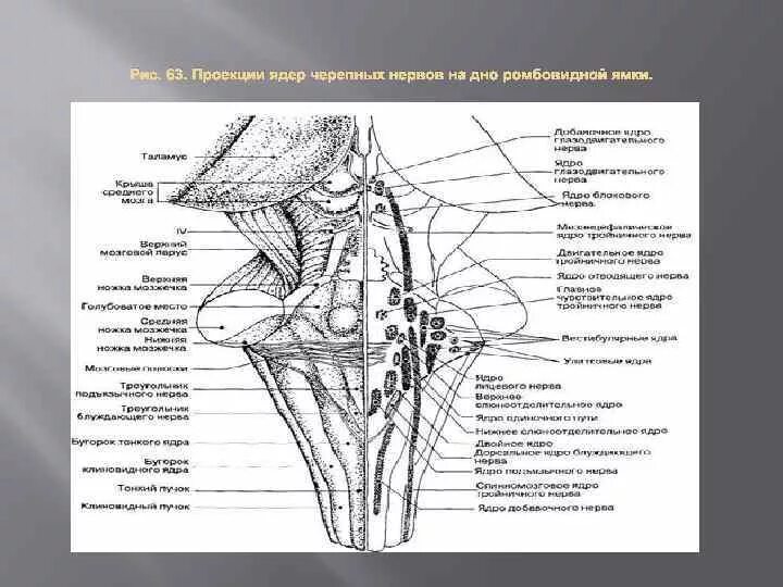 Ромбовидная ямка Черепные нервы. Ромбовидная ямка ядра черепных нервов. Проекция двигательных ядер ЧМН. Проекция ядер черепных нервов. Какие ядра в черепных нервах