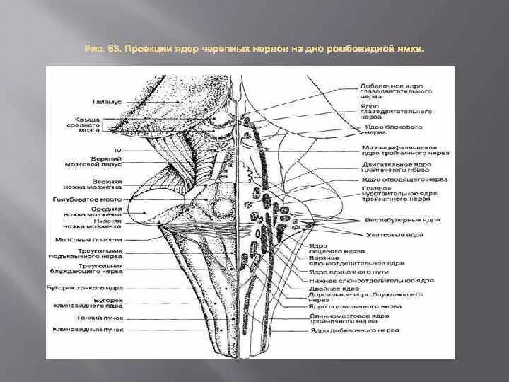 Какие ядра в черепных нервах. Ромбовидная ямка Черепные нервы. Ромбовидная ямка ядра черепных нервов. Проекция двигательных ядер ЧМН. Проекция ядер черепных нервов.