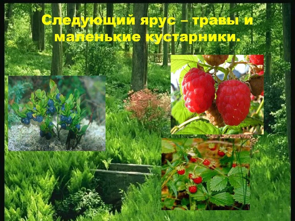 Жизнь лесов 4 класс. Проект жизнь леса. ярус трав и маленьких кустарничков. жизнь леса 4 класс. жизнь леса 4 класс окружающий мир.