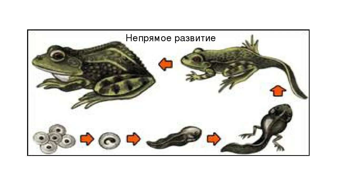 Схема непрямого развития лягушки. Тип развития лягушки прямое или Непрямое. Непрямое развитие. Непрямое развитие животных.