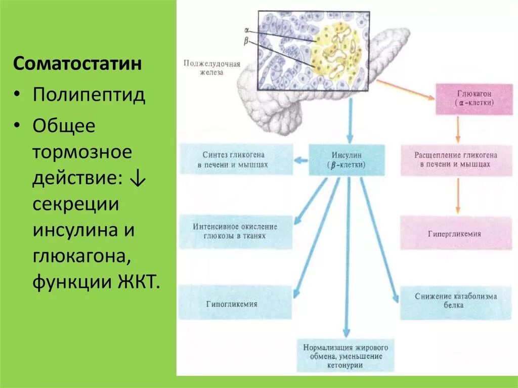 Полипептиды функции. Соматостатин гормон поджелудочной железы. Функции гормона соматостатина. Соматостатин и панкреатический полипептид. Соматостатин поджелудочной железы функция.