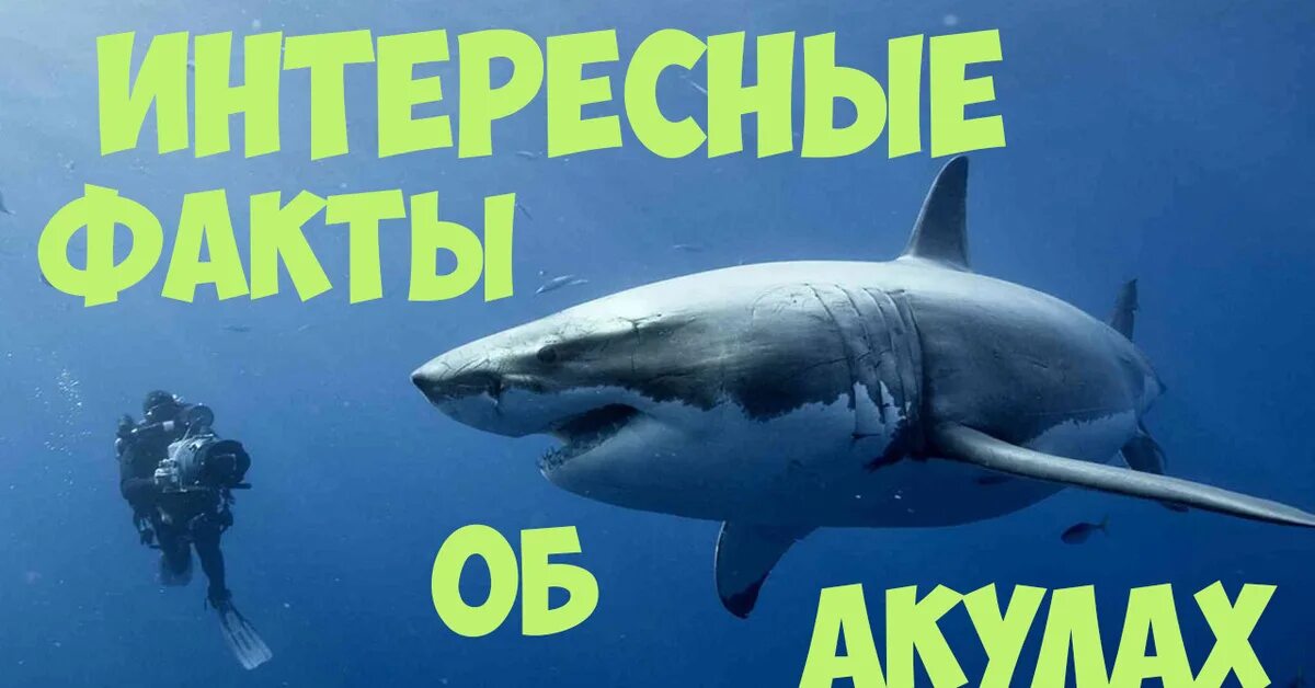 Самое интересное про акул. Интересные факты о акулах. интересные факты об акулах для детей. интересные факты о яхудах. интересные акулы.