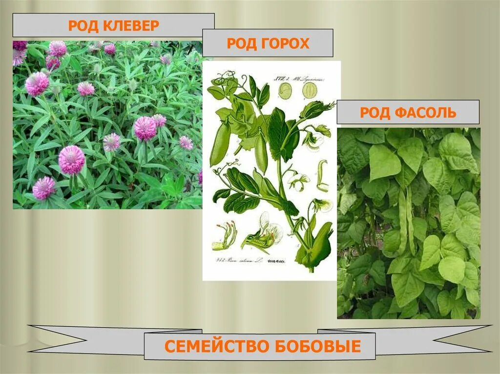 Род горох. Род семейства бобовых. Горох класс семейство род. Семейство бобовые род фасоль.