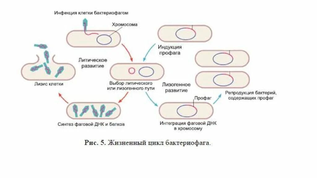 Схема взаимодействия бактериофага с бактериальной клеткой. Стадии жизненного цикла бактериофага. Цикл развития бактериофага схема. Схема основных этапов взаимодействия фага с бактериальной клеткой.