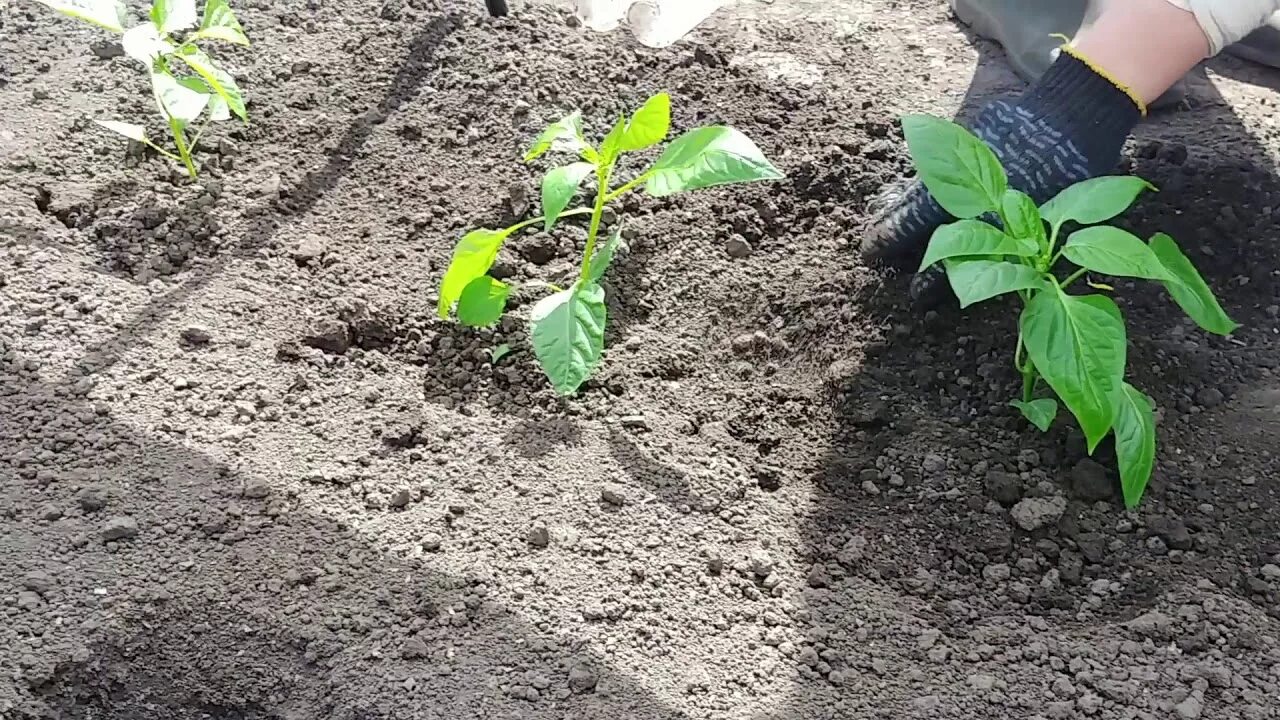 Высадка рассады перца в открытый грунт. Видео высадка рассады. Высаживание рассады помидор в теплицу. Пересаживание рассады. Рассада перца в улитке.