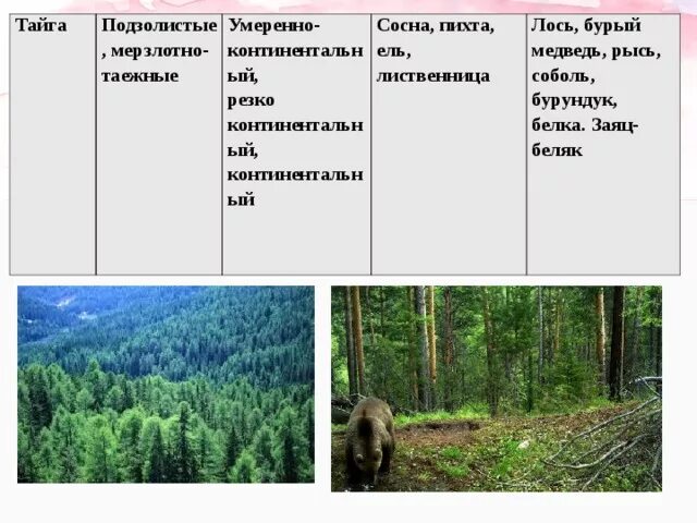 Разнообразие лесов России 8. Леса России таблица. Разнообразие лесов России 8 класс таблица. Таблица разнообразие лесов России Тайга.