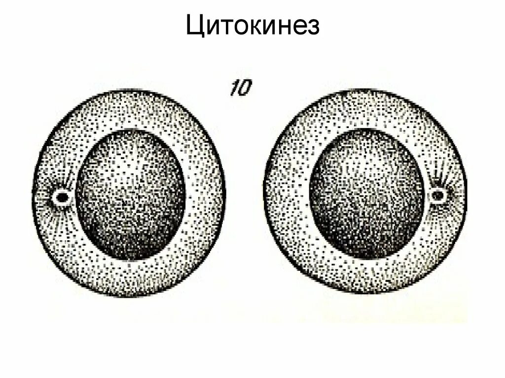 Нарушение цитотомии. Нарушение цитотомии