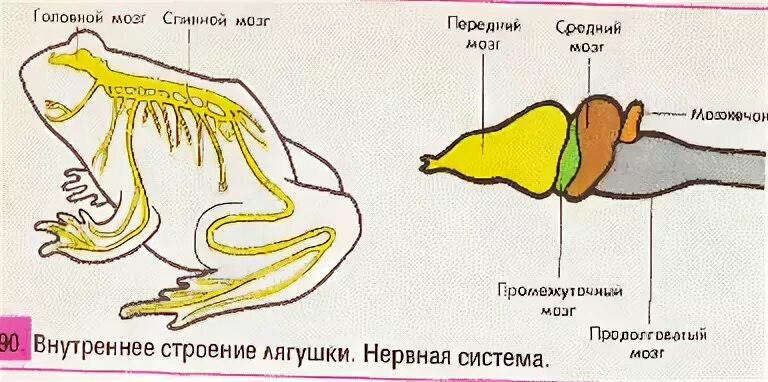 Строение нервной системы лягушки. Строение головного мозга лягушки схема строения. Структура нервной системы лягушки. Спинной мозг земноводных. Земноводные пищеварительная система таблица