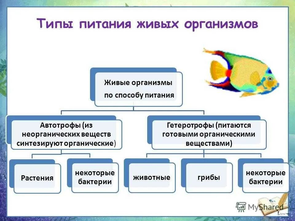 Процессы питания живых организмов. Типы питания живых организмов схема. Классификация организмов по типу питания схема. Схема типы питания организмов биология. Типы питания организмов биология 6 класс.