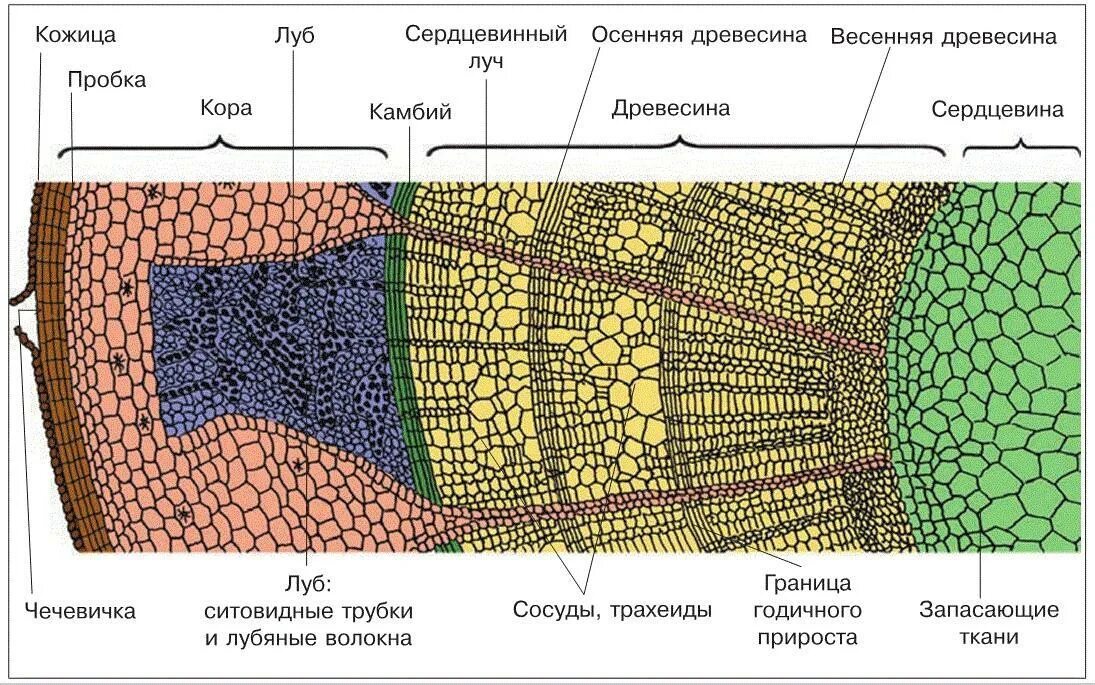 Внутреннее строение древесного стебля схема. Внутреннее строение стебля древесина. Внутреннее строение стебля поперечный срез. Поперечный срез стебля ткани