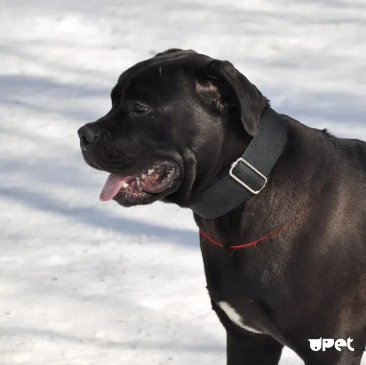 Лабрадор с купированными ушами фото Pin by Mike Lekston on Cane Corso Cane corso, Labrador retriever, Labrador