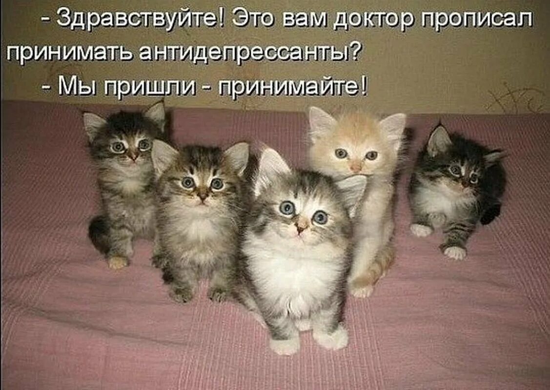Включи какие то котики. Котята антидепрессанты. котята с надписями. котики для поднятия настроения. смешные котята.