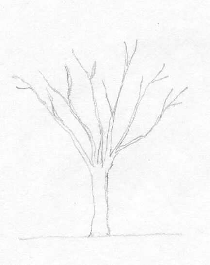 Рисунок дерева 6 класс изо. Дерево рисунок карандашом. поэтапное рисование дерева. деревья карандашом для начинающих. дерево рисунок карандашом для детей.