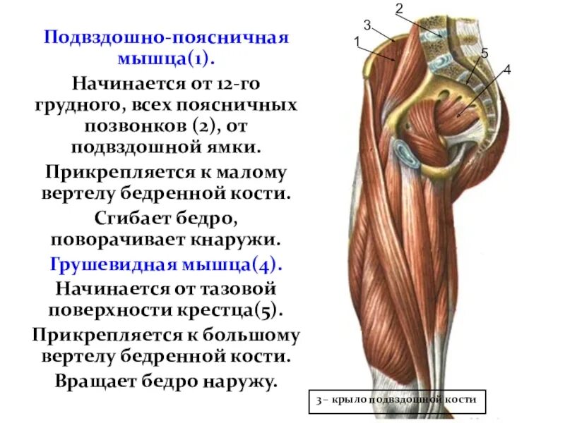 Прикрепление поясничных мышц. Прикрепление поясничных мышц