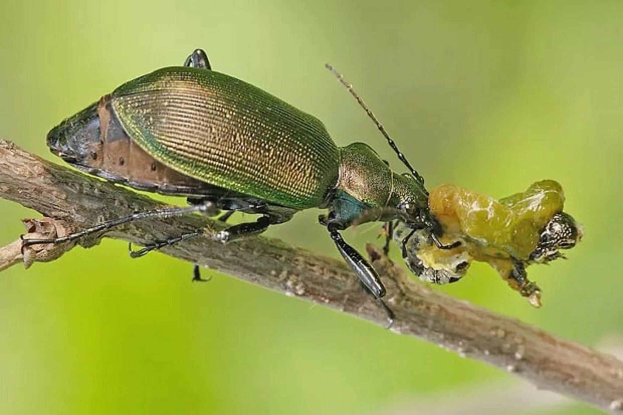 Жук жужелица хищник. Calosoma sycophanta. Жук жужелица. Жук пахучий красотел. Красотел пахучий питание.
