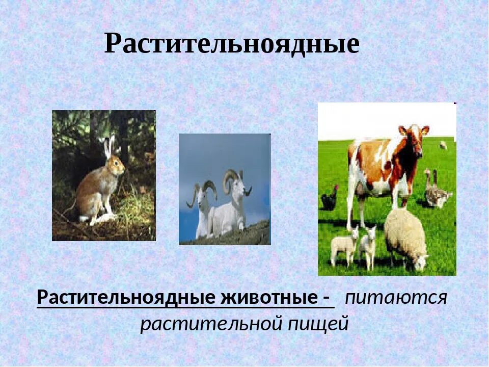 Покажи растительноядных животных