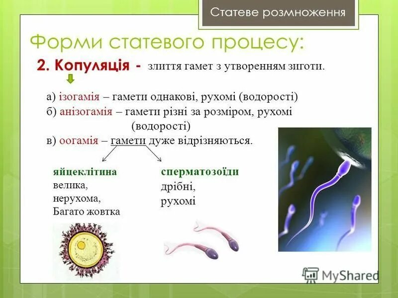 слияние гамет происходит в. оплодотворение слияние гамет. в результате слияния гамет образуется. копуляция у простейших. виды оплодотворения таблица.