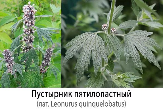 Пустырник сердечный оказывает эффект. Пустырник пятилопастной гербарий. пустырник пятилопастной формулы. сухой пустырник пятилопастный. пустырник пятилопастный формула цветка.