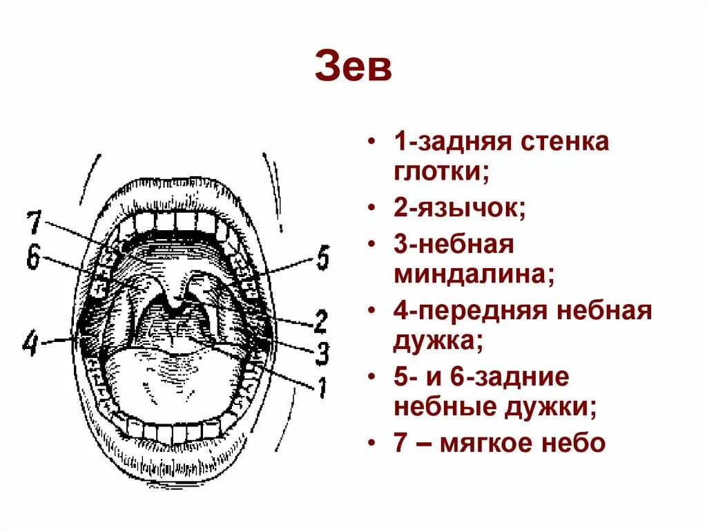 Анатомия зева строение небных миндалин. Строение ротовой полости миндалины. Анатомические структуры зева.