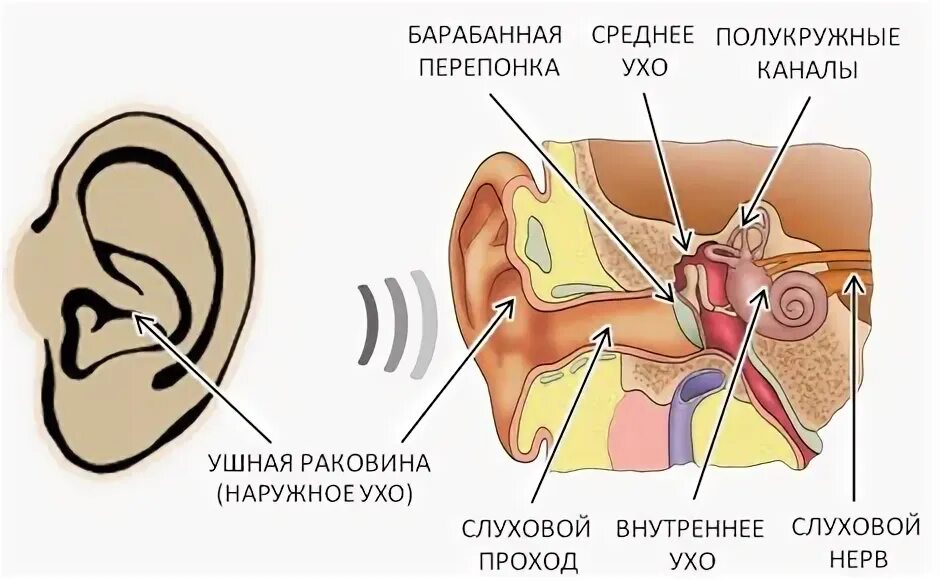 Три полукружных канала в ухе