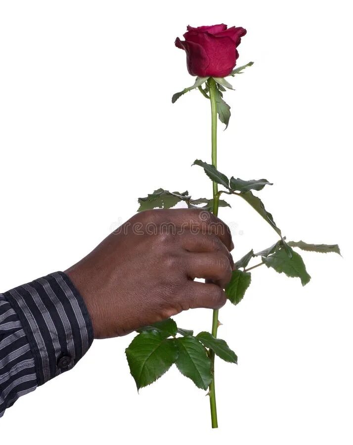 Сколько держатся розы. Мужская рука держит розу. Мальчик держит розу. Парень держит розу в руке. Человечек держащий розочку.