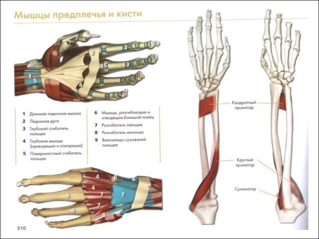 Кости кисти и предплечья руки человека анатомия. Кости предплечья анатомия строение. Анатомия костей запястья человека. Мышцы предплечья и кисти анатомия. Рука человека название