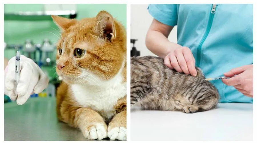 Прививки кошке перед дачей. Вакцинация котят. Прививки котятам. 1 Вакцинация котенка. Первая вакцина для котят.