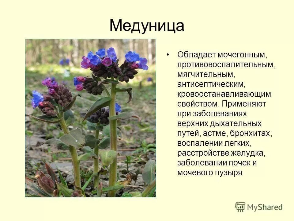 Медуница лекарственная для чего. Медуница лекарственная трава. медуница полевая. медуница целебные свойства растения. целебные свойства медуницы.