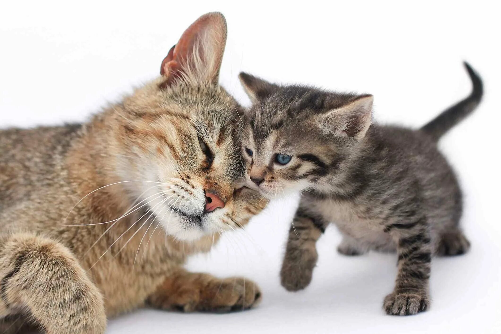 Котята с мамой. Мама кошка и котенок. Маленькие котята с мамой. Кошка с котятами. Мама кошка и котенок.