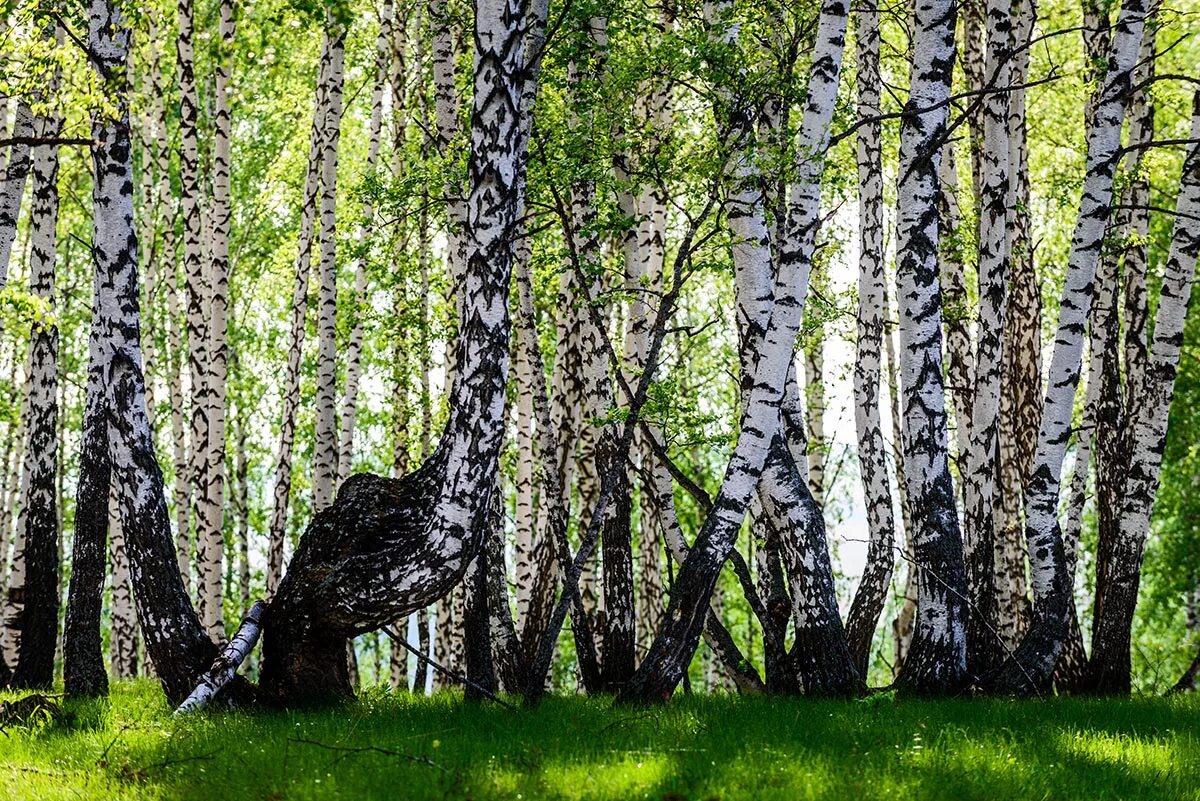 Береза обыкновенная (Betula Alba). Березка дерево России. Береза Белоруссии дерево. Берёза ойковская. Ленинская березка