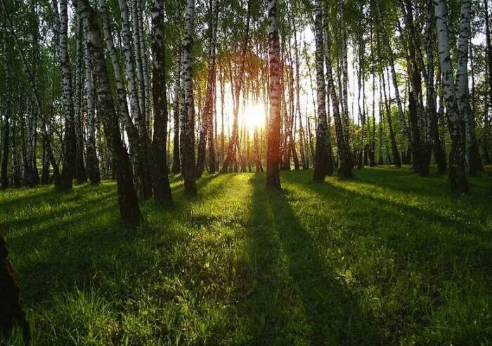 Парк усадьбы Яновских