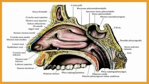Фотосуреттер мұрын қуысында