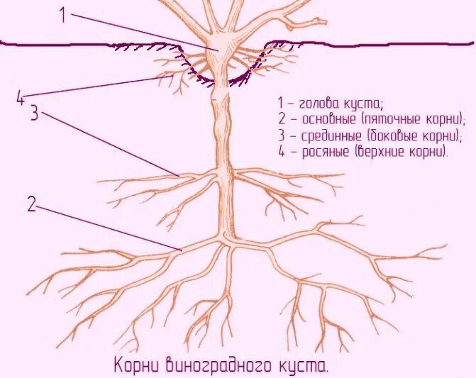 Корневая система винограда. Строение корня винограда. Корневая система винограда глубина.