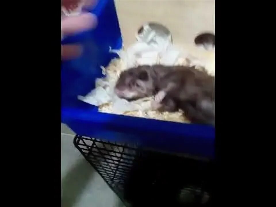 Мертвый джунгарский хомяк. Как умирают хомяки от старости. Как умирают хомяки от старости. Мертвый хомяк джунгарик. Джунгарский хомяк болезни.