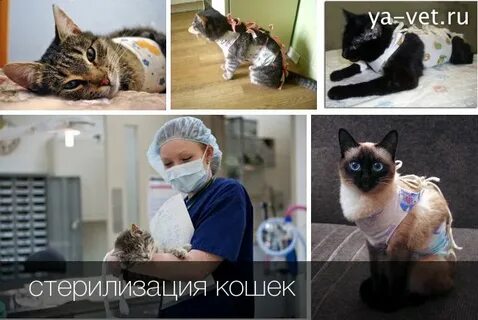 Сколько по времени длится кастрация