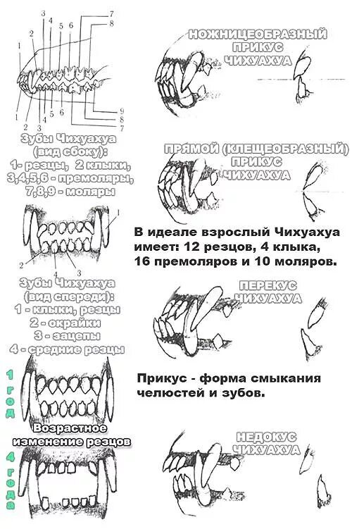 Зубы собаке чихуахуа. Правильный прикус у собаки чихуахуа схема. правильный прикус у собаки схема спереди. прямой прикус у чихуахуа. правильный ножницеобразный прикус схема.
