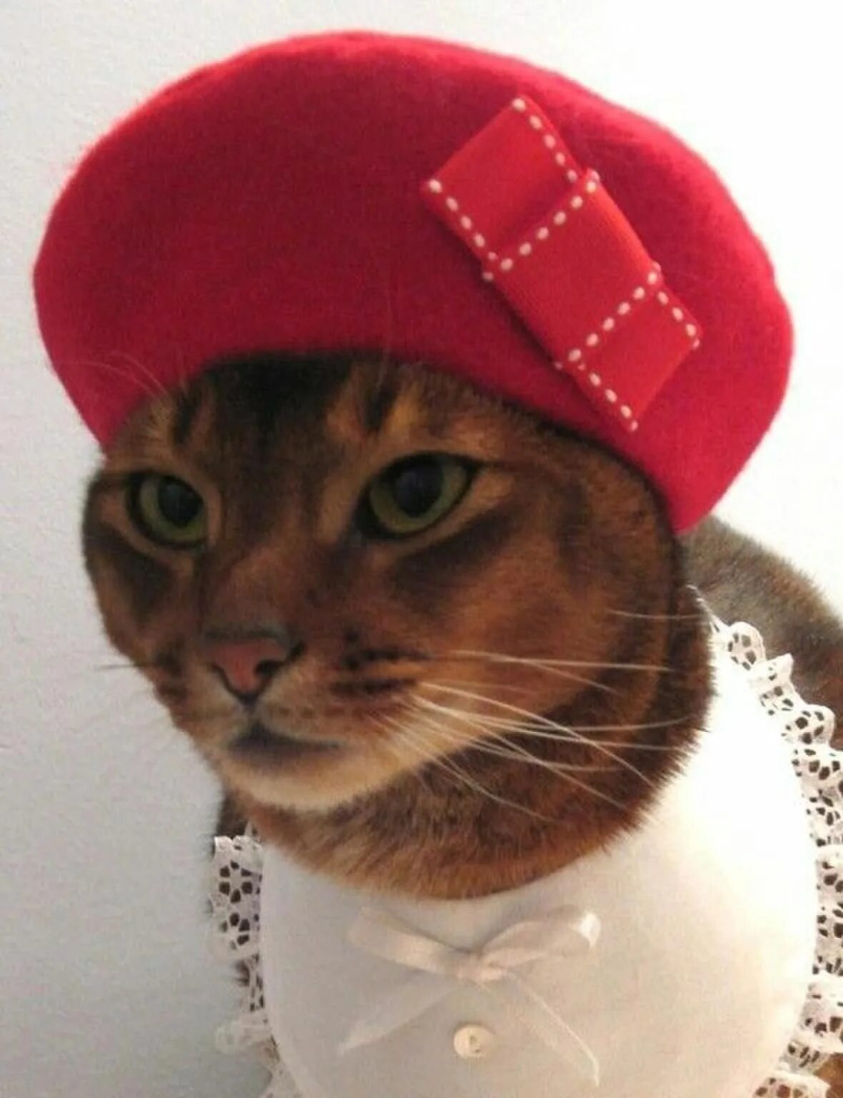 Кот в берете. Кот моряк. Кот в берете. Кот в шапочке. Коты.