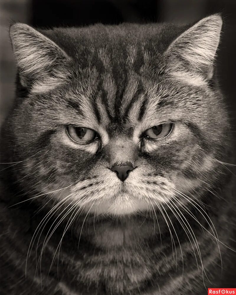 Серьезное лицо. Злой парень. Суровый серьезно. Суровый серьезно. Суровый взгляд.