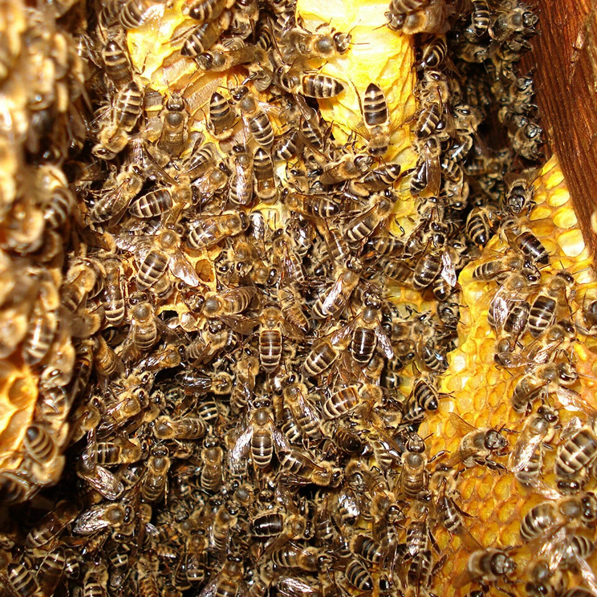 Пчелы падевый мед. Дикий Бортевой мед. Бортничество мед. Бурзянская бортевая пчела.