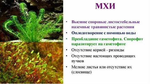 Строение листостебельных мхов 7 класс