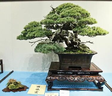 Japanese Maple Bonsai, Prunus Mume, Chaenomeles, Mame Bonsai, Bonsai Styles...