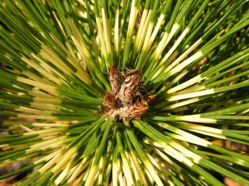 Глаз хвойный. Сосна густоцветковая Окулюс-Драконис. Сосна густоцветковая Oculus-Draconis. Сосна Окулус Драконис. Pinus densiflora 'Rainbow'.