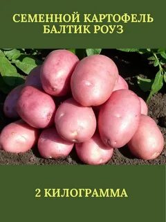 Характеристика сорта картофеля горняк