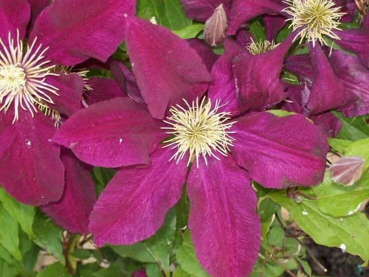 Clematis 'Bees' Jubilee' Flowering vines, Perennial flowering vines, Flowers per