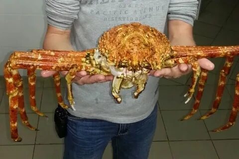 Мир краба